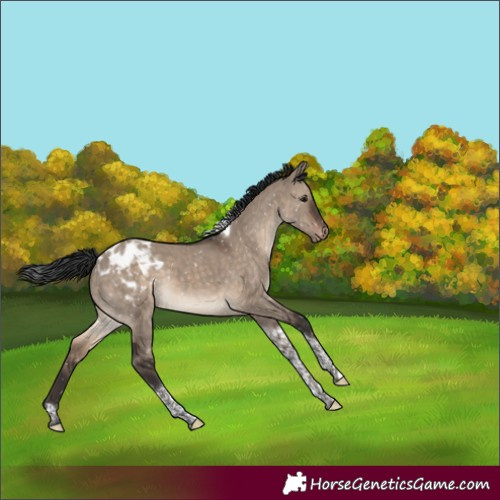 Horse Color:Brown Dun Tobiano Blanket