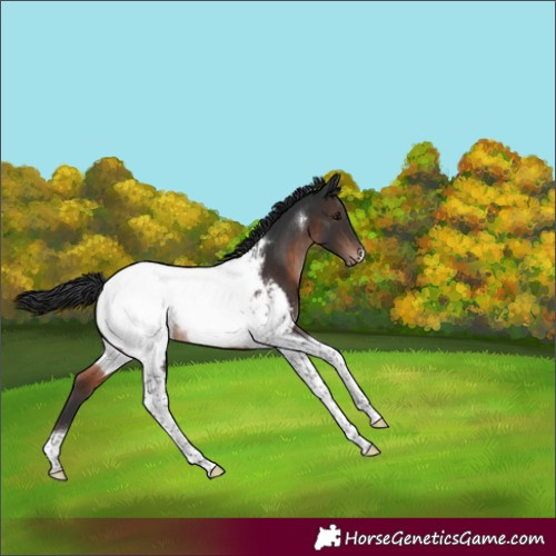 Horse Color:Brown Mushroom Tobiano Near Fewspot