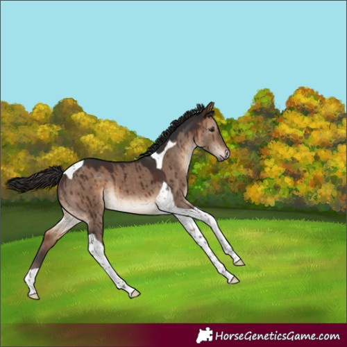 Horse Color:Brown Dun Tobiano Brindle