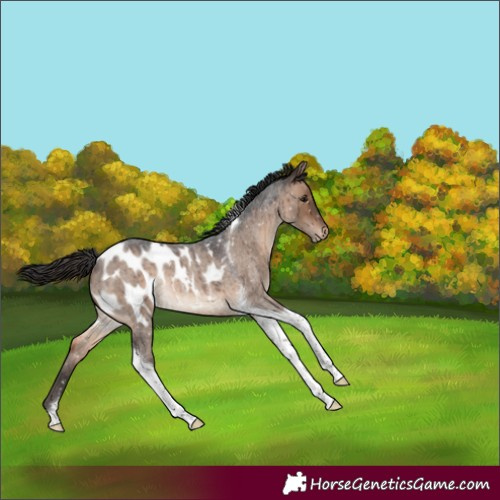 Horse Color:Brown Roan Dun Tobiano Blanket Brindle 