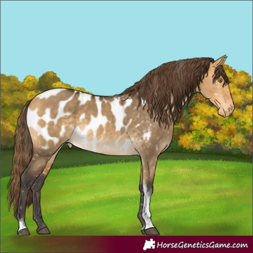 Horse Color:Buckskin Dun Tobiano Near Leopard 