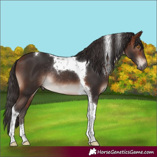Horse Color:Brown Mushroom Tobiano Rabicano 