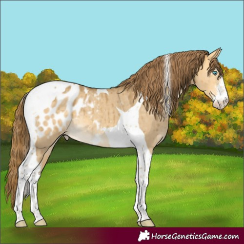 Horse Color:Amber Cream Champagne Dun Sabino Tobiano Blanket Brindle 