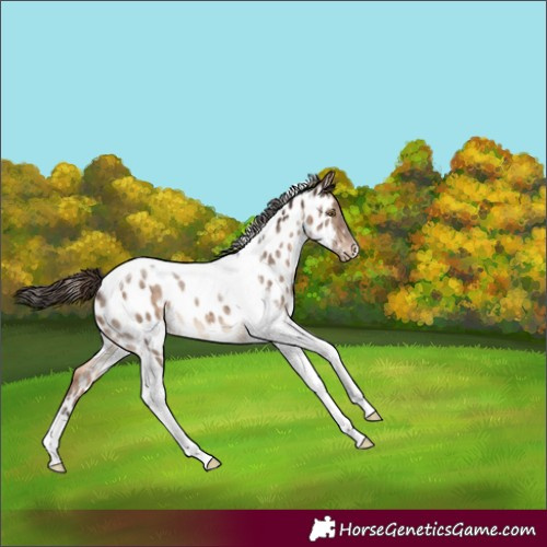 Horse Color:Brown Dun Tobiano Near Leopard Brindle
