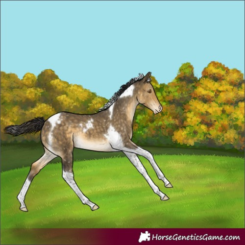 Horse Color:Buckskin Dun Tobiano Snowflake VarnishBrindle 