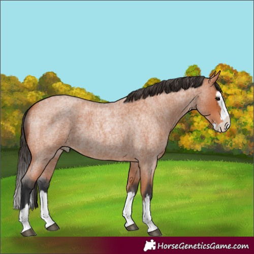 Horse Color:Bay Roan Splash