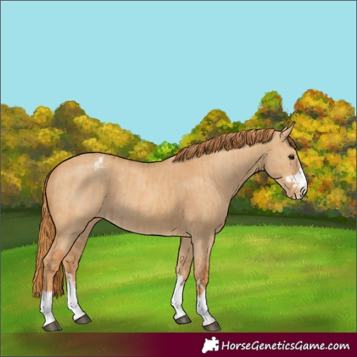 Horse Color:Unknown