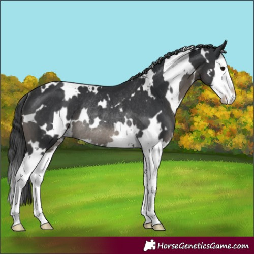 Horse Color:White Spotted Black Splash Rabicano