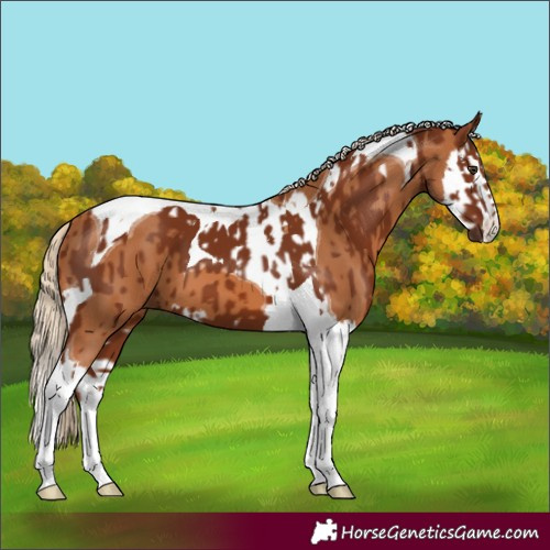 Horse Color:Chestnut Tobiano  and Chestnut Splash Tobiano 