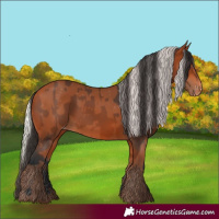 Horse Color:Bay Varnish  and Silver Bay Varnish 