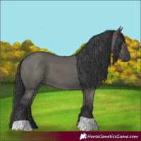 Horse Color:Grullo 