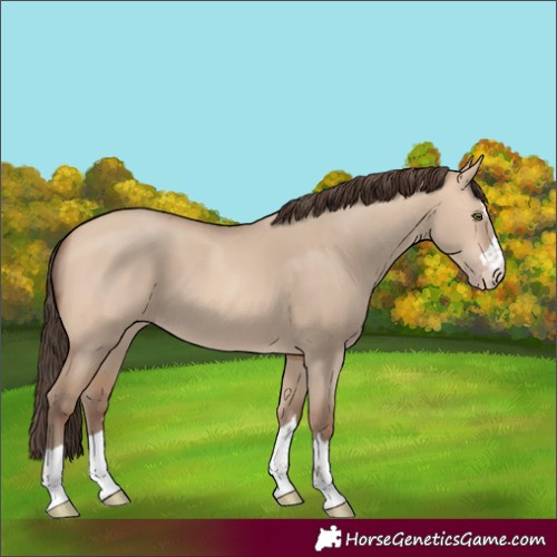 Horse Color:Unknown