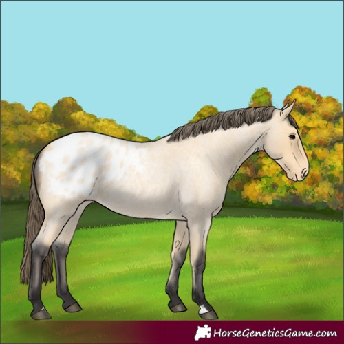 Horse Color:Buckskin Roan Blanket