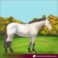 Horse Color:Buckskin Roan Blanket