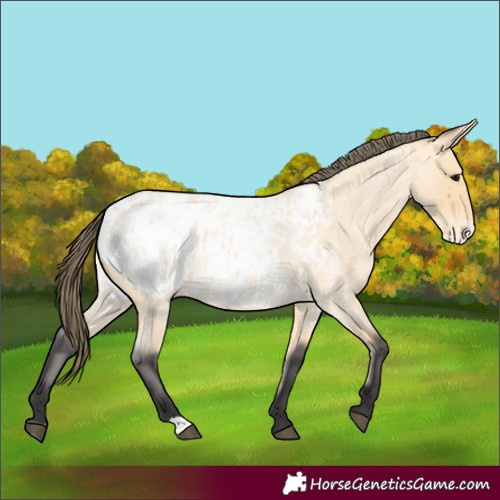 Horse Color:Buckskin Roan Blanket 