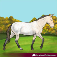 Horse Color:Buckskin Roan Blanket 