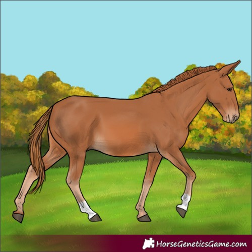 Horse Color:Chestnut 