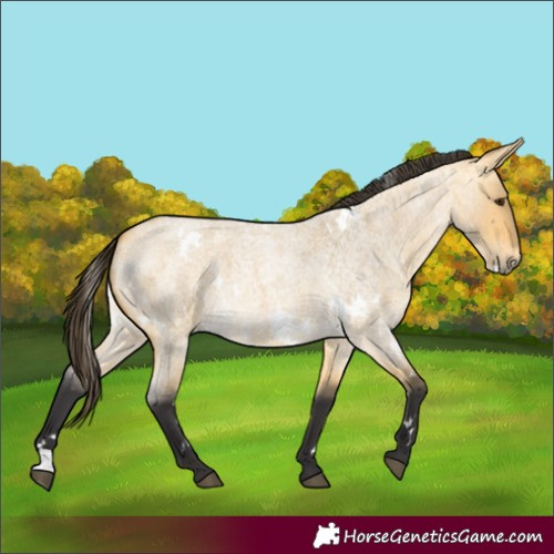 Horse Color:White Spotted Buckskin Roan Dun 