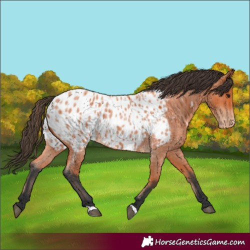 Horse Color:Bay Roan Near Leopard