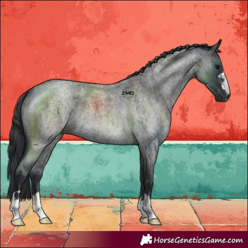 Horse Color:Blue Roan 