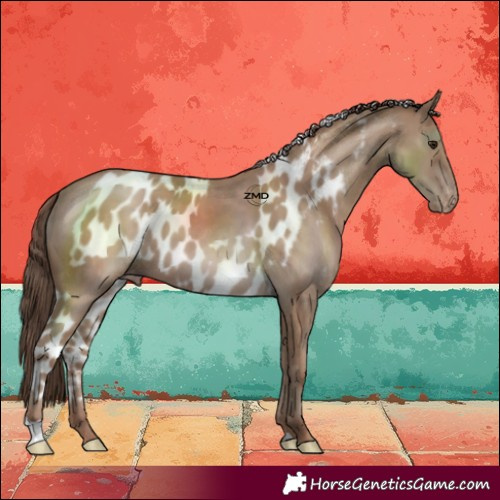 Horse Color:Classic Champagne Skewed LP Spotted