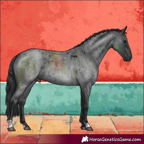 Horse Color:Blue Roan