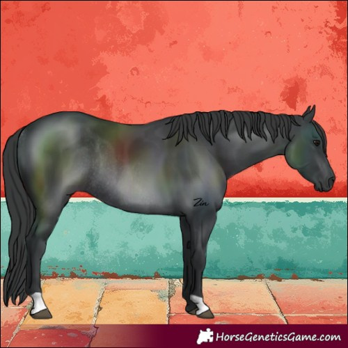 Horse Color:Black Rabicano