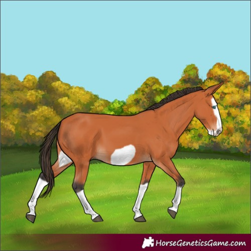 Horse Color:Bay Splash Frame 