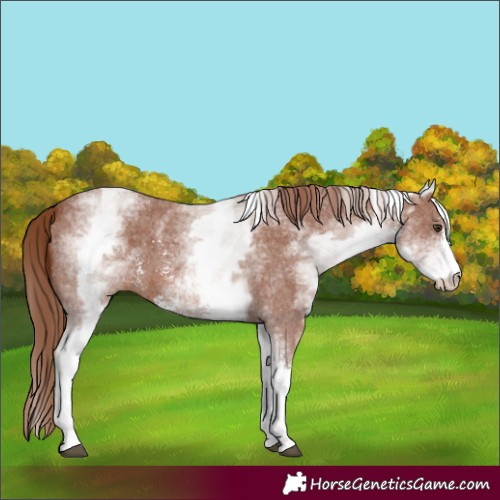 Horse Color:White Spotted Chestnut Sabino