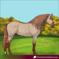 Horse Color:Red Dun Rabicano 