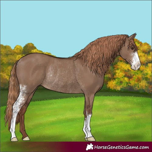 Horse Color:Liver Red Dun Sabino Rabicano