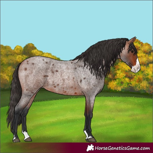 Horse Color:Bay Roan Splash 