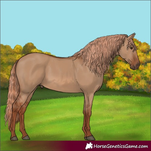 Horse Color:Red Dun Rabicano
