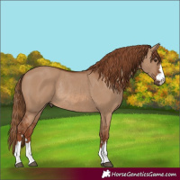 Horse Color:Red Dun Rabicano 