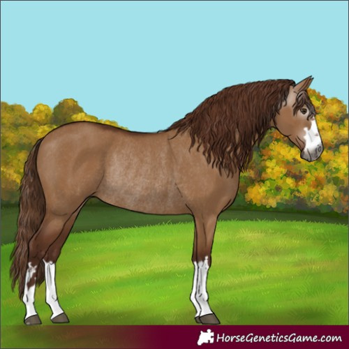 Horse Color:Gray Red Dun Rabicano 
