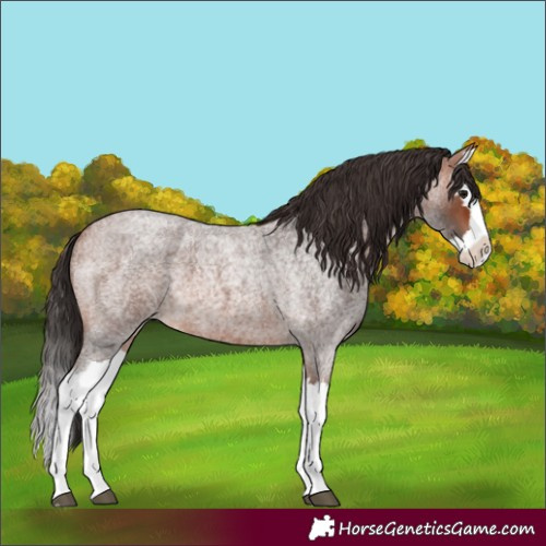 Horse Color:Bay Roan Splash