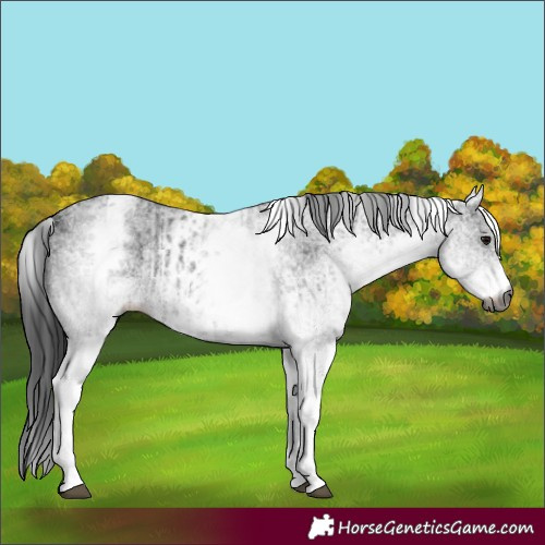 Horse Color:Gray White Spotted Black and Gray White Spotted Black