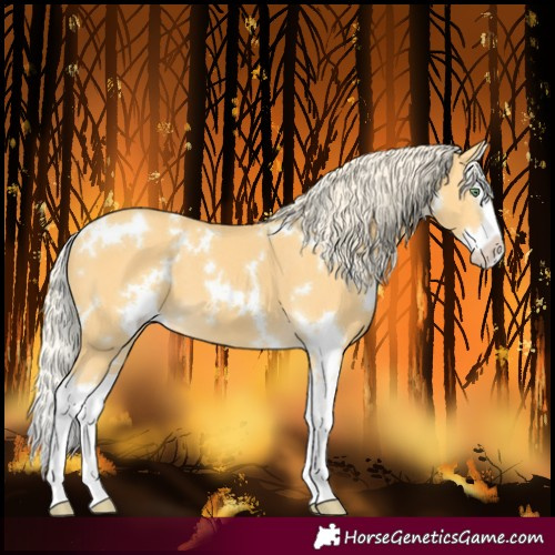 Horse Color:White Spotted Gold Cream Champagne Splash 