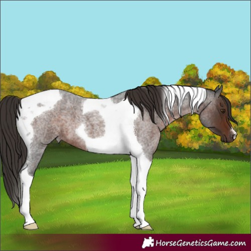 Horse Color:Liver Red Roan Tobiano