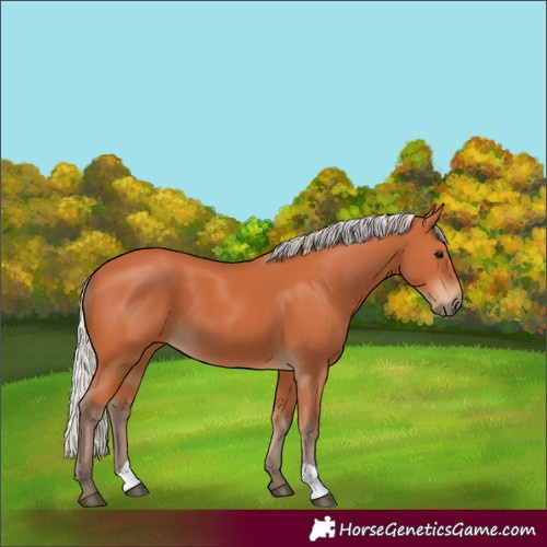 Horse Color:Silver Bay 