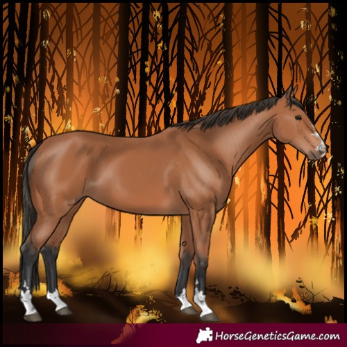 Horse Color:Bay 