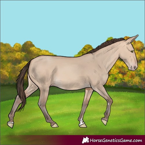 Horse Color:Unknown 