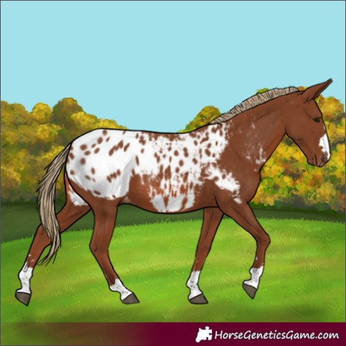 Horse Color:Chestnut Blanket