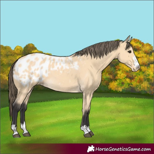 Horse Color:Buckskin Blanket