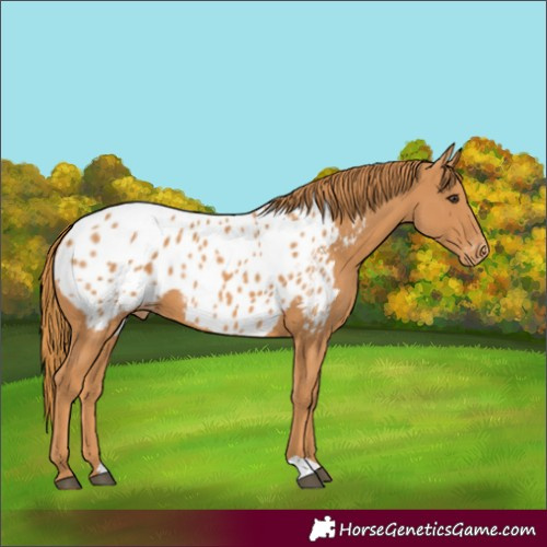 Horse Color:Chestnut Blanket