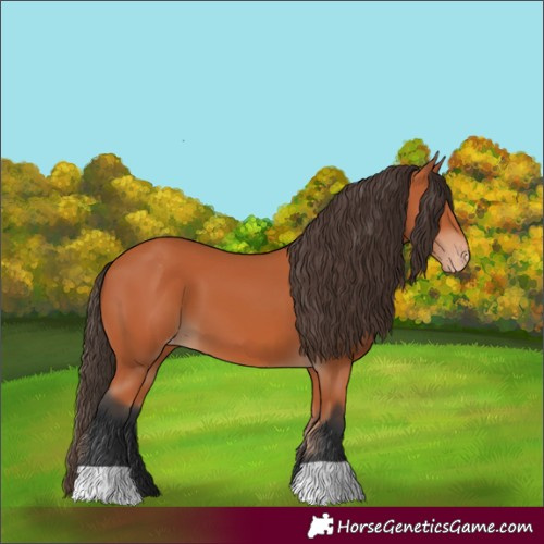 Horse Color:Bay Varnish