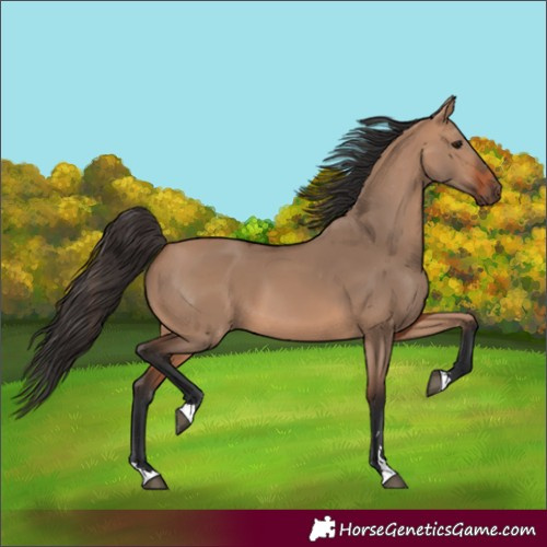 Horse Color:Bay Dun