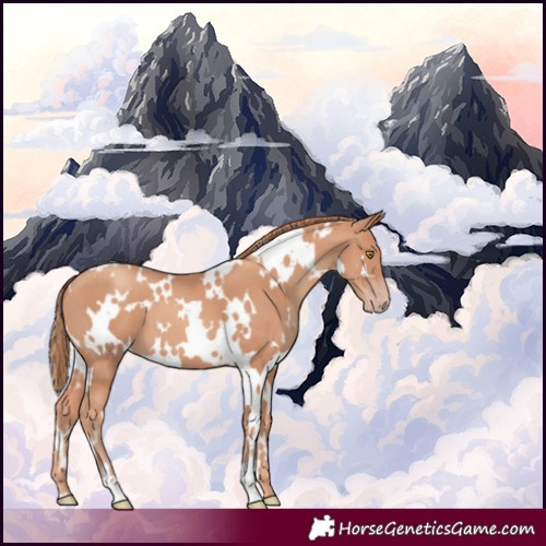 Horse Color:White Spotted Gold Champagne