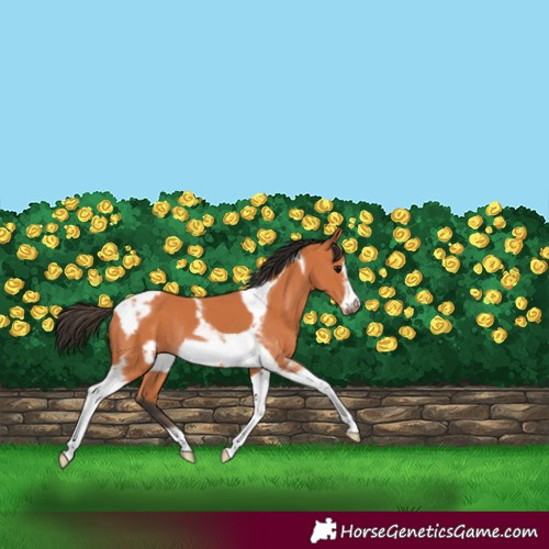Horse Color:Bay Tobiano Frame Rabicano 