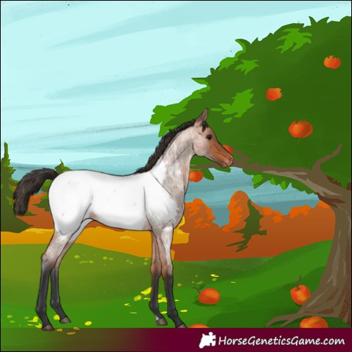 Horse Color:Bay Roan Near Fewspot 